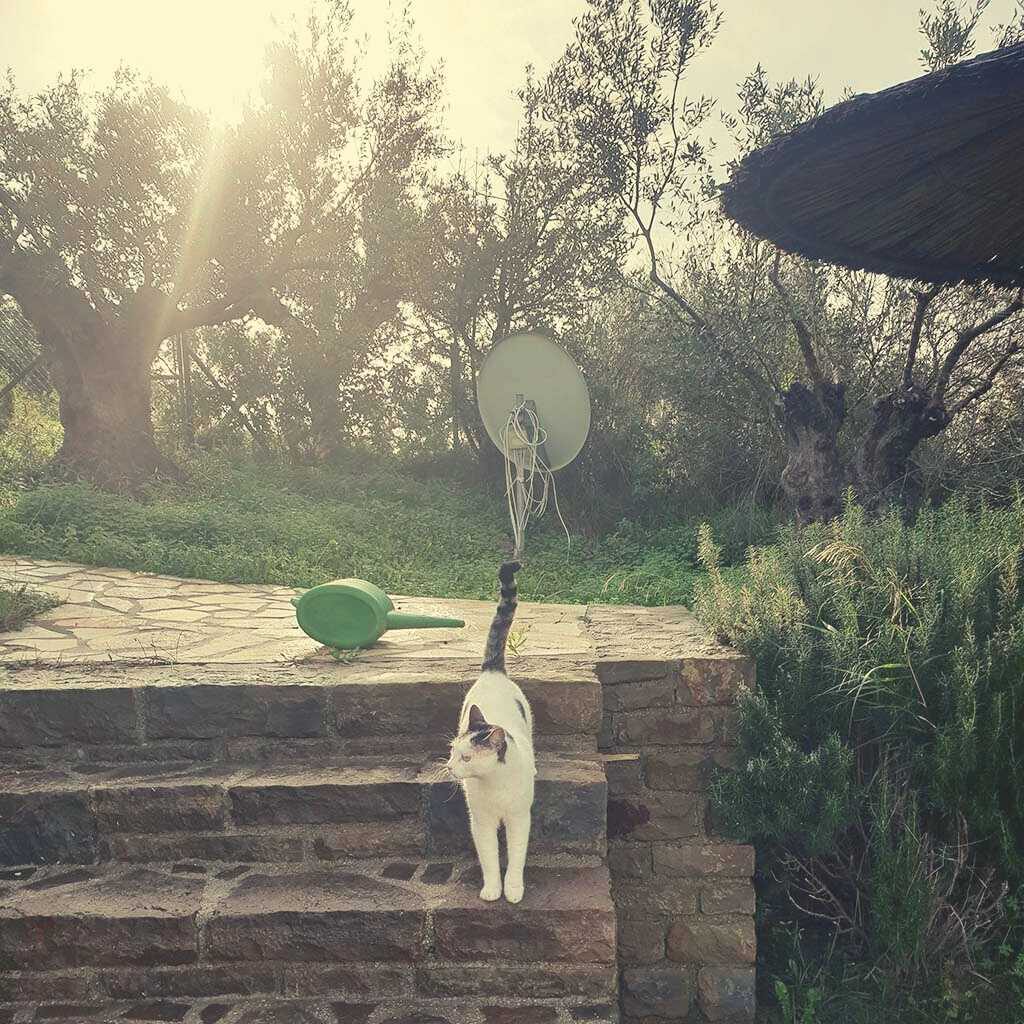 Messenien im Herbst Hauskatze inklusive