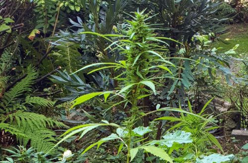Hanf im Garten dank Vogelfutter