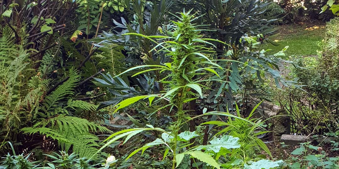 Hanf im Garten dank Vogelfutter