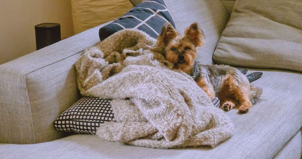 Mit Yorkie Lucy wieder zuhause